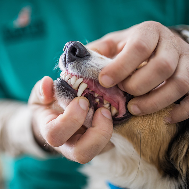 An often-overlooked aspect of pets’ health: dental hygiene