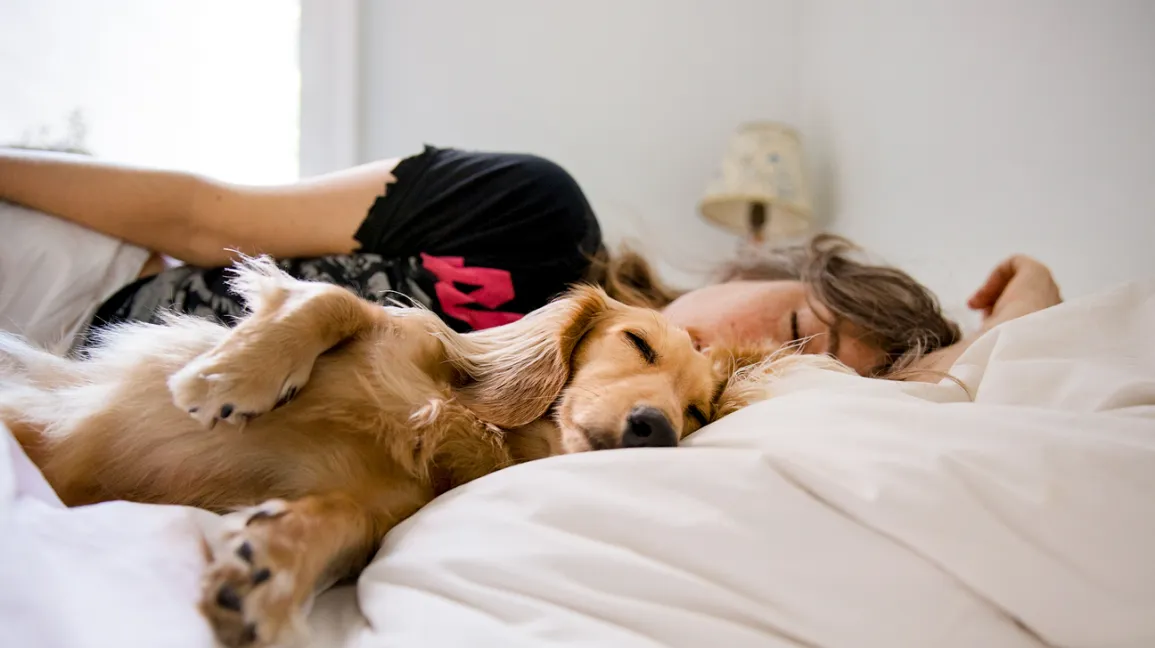 Should You Let Your Pets Sleep in Bed With You?